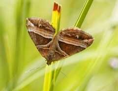 Chrysolarentia conifasciata