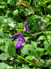 Ruellieae