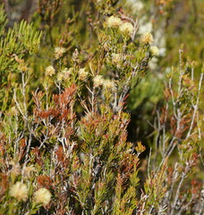 Melaleuca pityoides