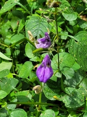 Ruellieae