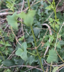 Maurandya antirrhiniflora