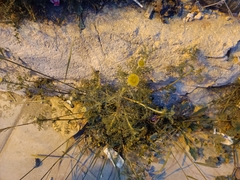 Anacyclus valentinus