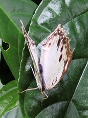 Protogoniomorpha