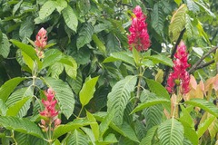 Megaskepasma