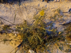 Anacyclus valentinus