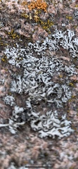 Physcia thomsoniana