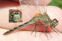 Sympetrum obtrusum