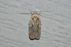 Agonopterix curvilineella