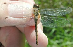 Sympetrum obtrusum