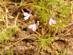 Stylidium delicatum