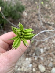 Ungnadia speciosa