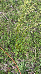 Rumex hastatulus