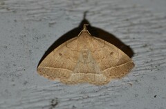 Zanclognatha jacchusalis