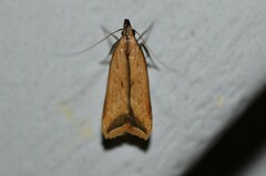 Dichomeris heriguronis