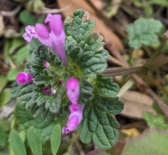Lamium amplexicaule