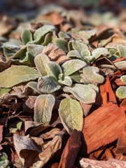 Stachys byzantina