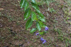 Duranta erecta