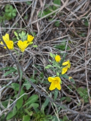 Physaria gracilis