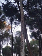 Dendrocopos major