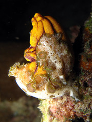 Pseudobiceros kryptos