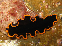 Pseudobiceros splendidus