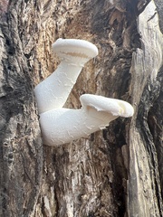 Pleurotus levis