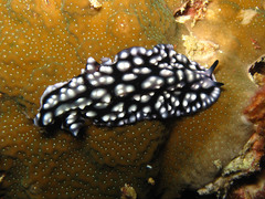 Pseudoceros imitatus