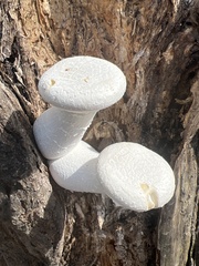 Pleurotus levis