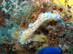 Pseudoceros laingensis