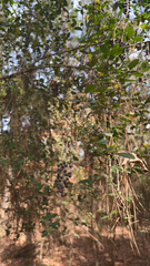 Ligustrum quihoui