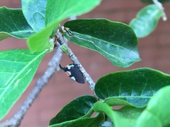 Enchophyllum ensatum