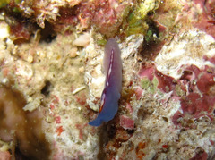 Pseudoceros liparus
