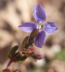 Veronica triphyllos