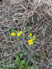 Physaria gracilis