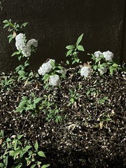 Spiraea cantoniensis