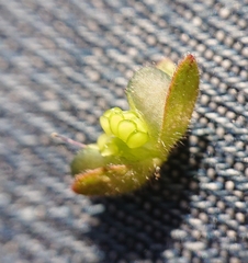 Veronica triphyllos