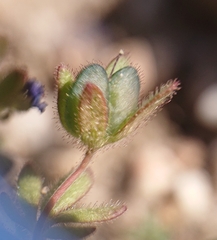 Veronica triphyllos