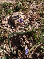 Veronica triphyllos