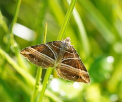 Chrysolarentia conifasciata