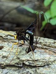 Megarhyssa atrata
