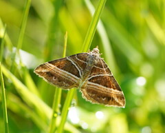 Chrysolarentia conifasciata