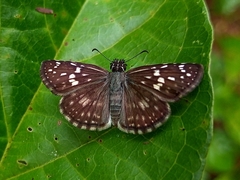 Burnsius orcynoides