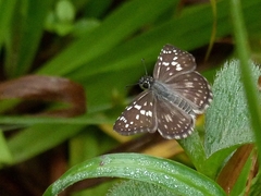 Burnsius orcynoides