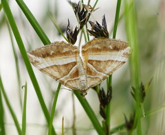 Chrysolarentia conifasciata