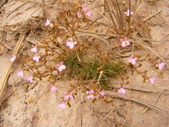 Stylidium delicatum