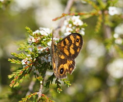 Heteronympha cordace