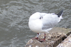 Chroicocephalus ridibundus