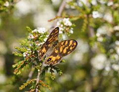 Heteronympha cordace
