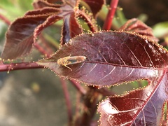 Dilobopterus disparulus