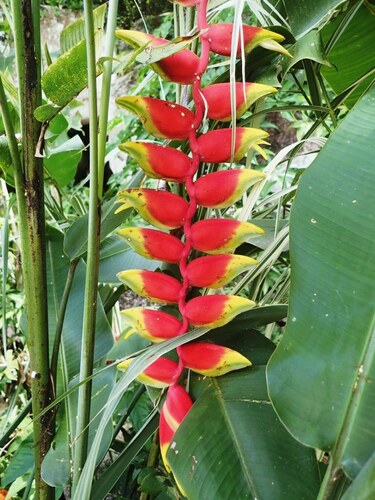 Heliconia image